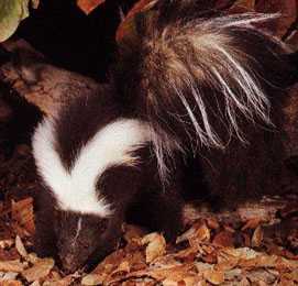 Skunk