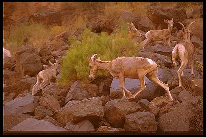 Bighorn Sheep