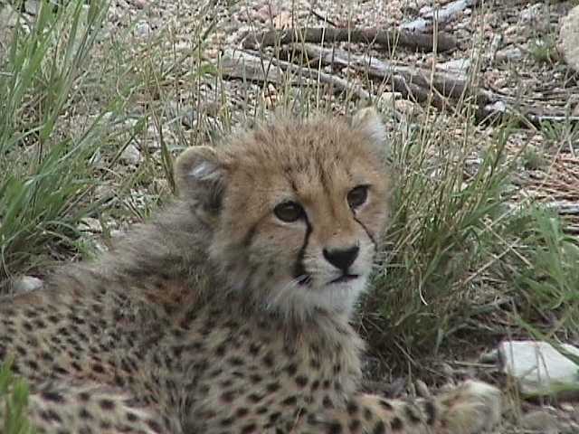 Kleiner Gepard