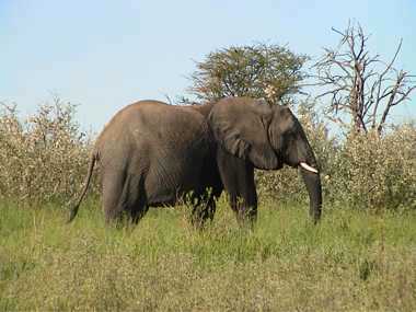 Elefant