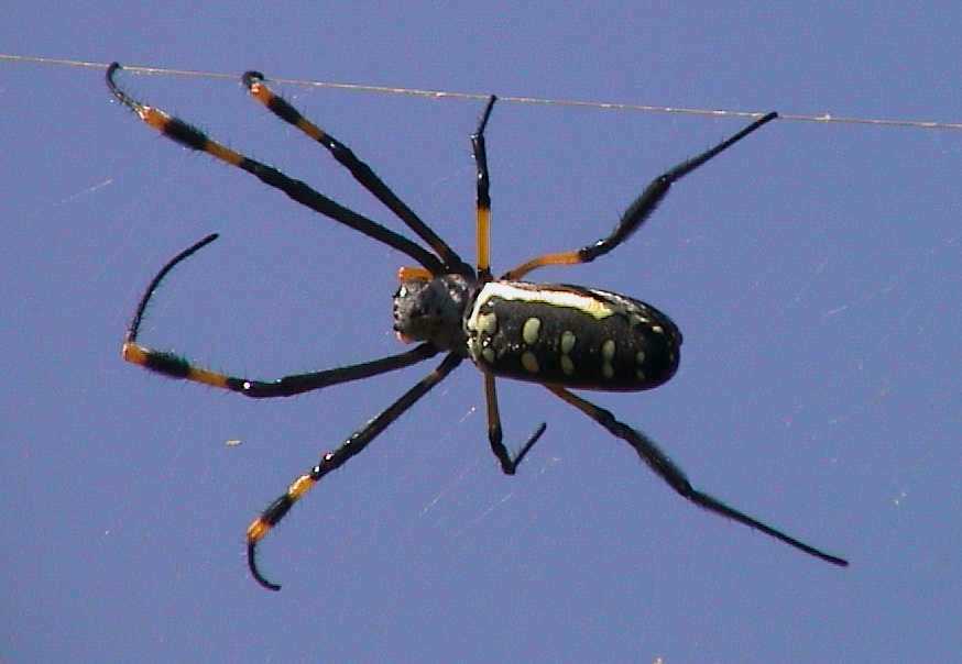 Liebe Spinne!